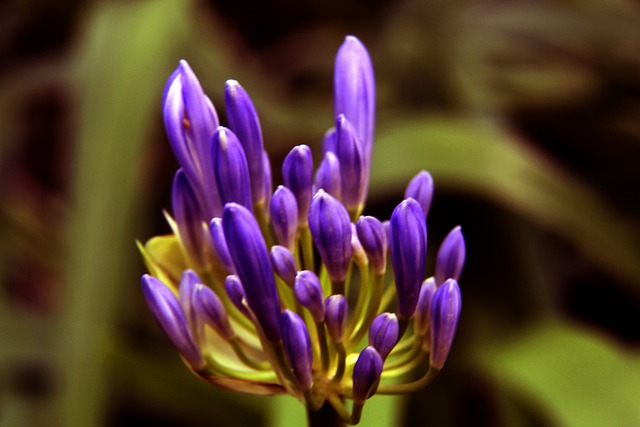 阿劳霍的顽 阿劳霍的顽