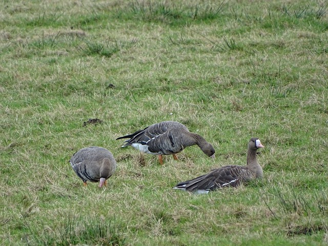 许多人会想 许多人会想